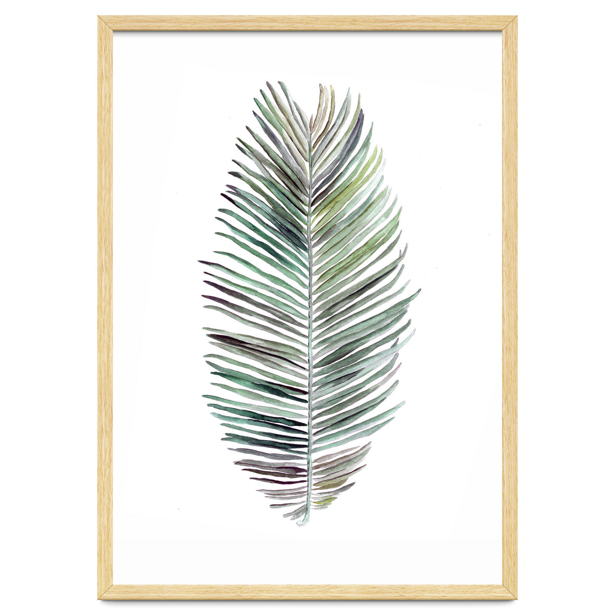 Botanical Illustration Cocos Palm