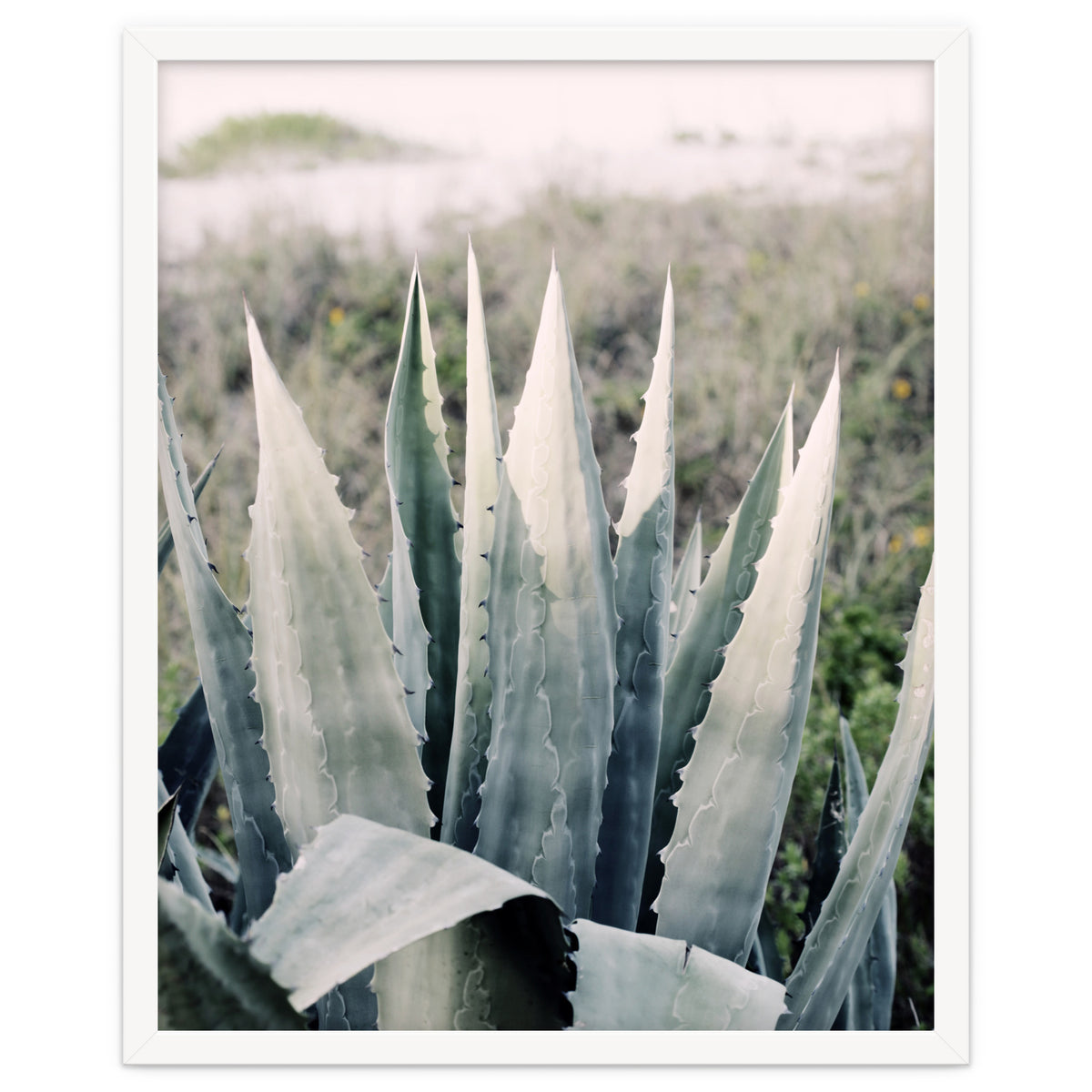Pale Agave