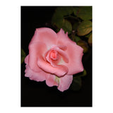 Pink Rose Floral (Print Only) thumbnail