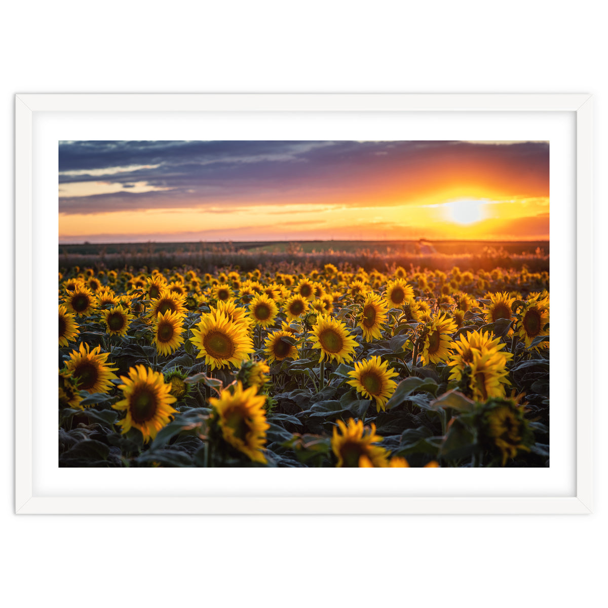 Sunflowers at Sunset