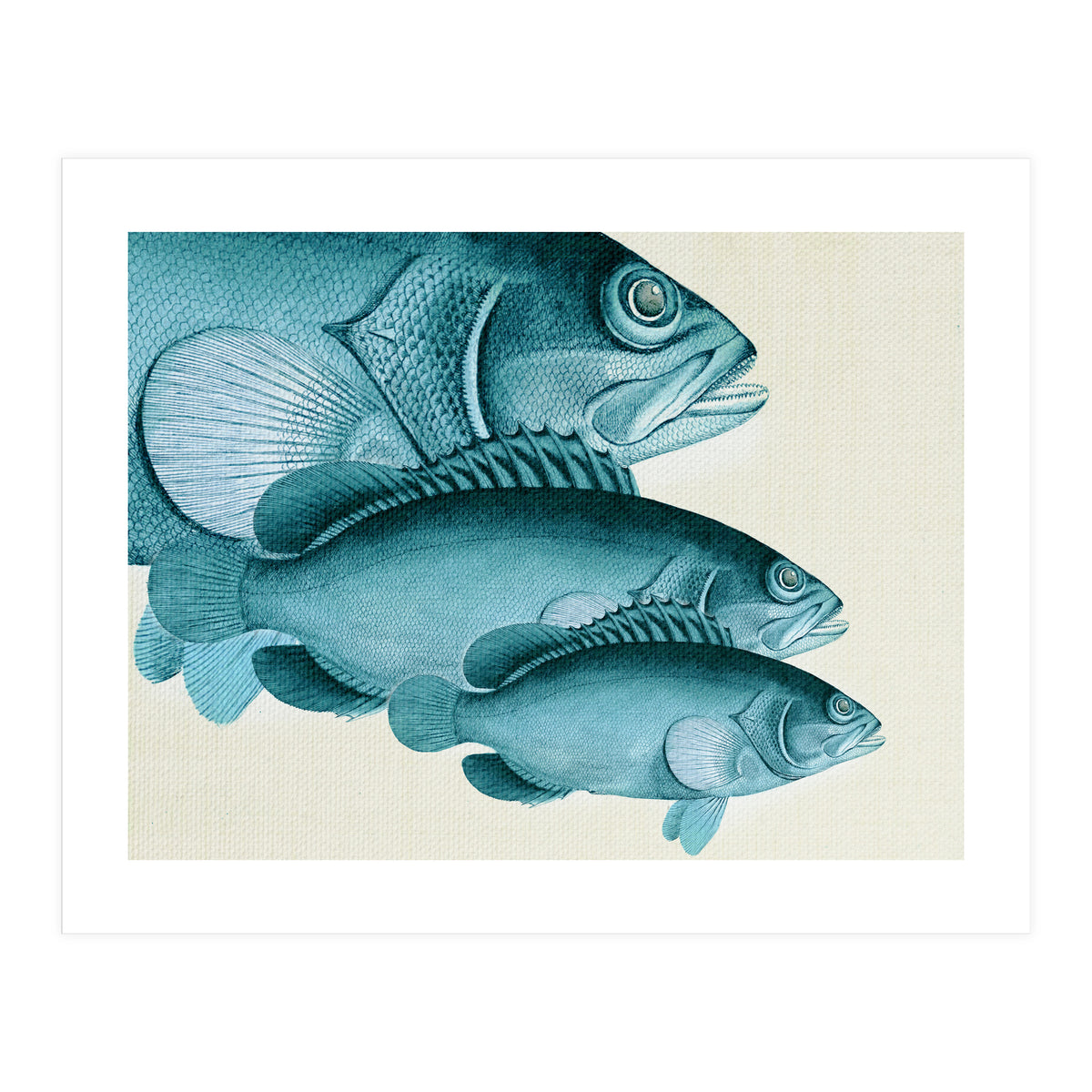 Fish Classic Designs 4 (Print Only)