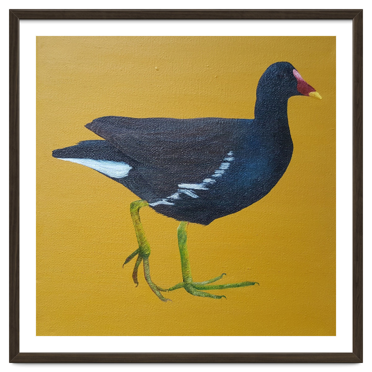 Moorhen