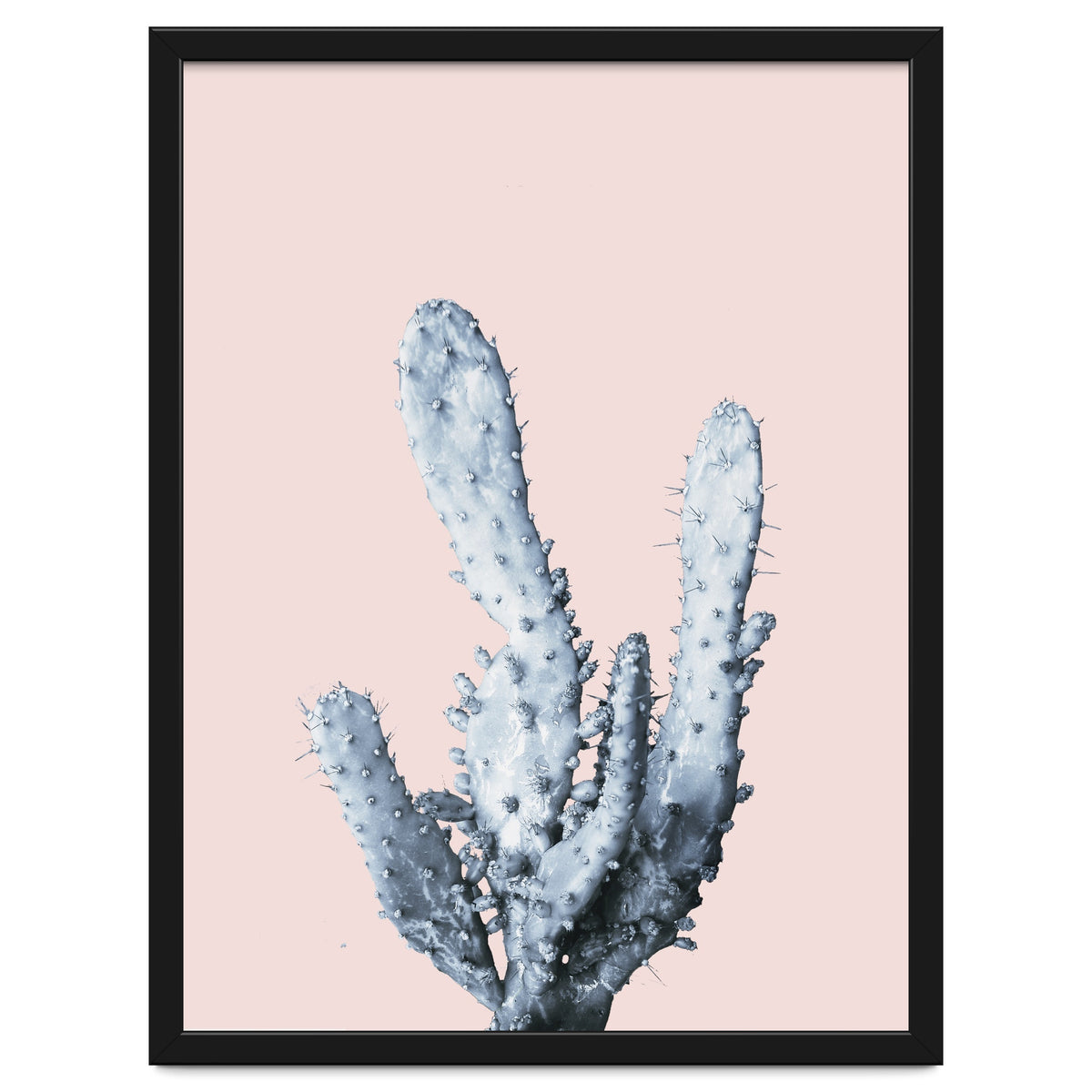 Cactus collection BL-I