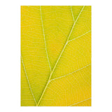 Autumn Leaf (Print Only) thumbnail