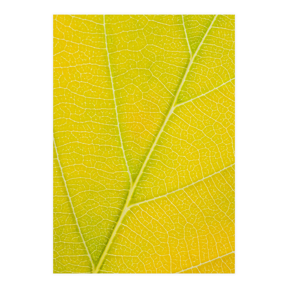 Autumn Leaf (Print Only)