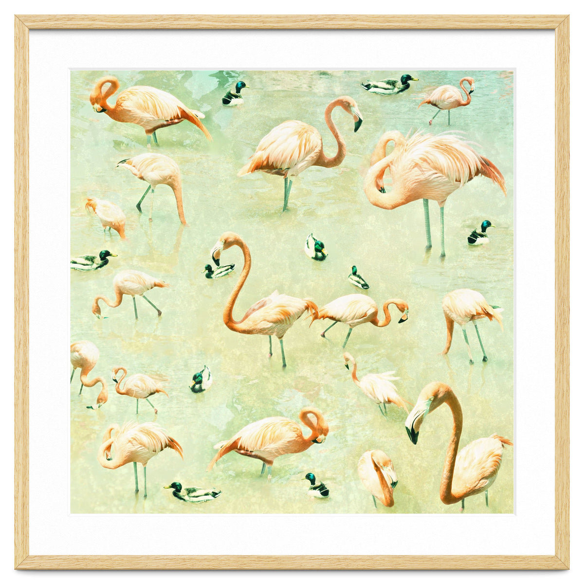 Flamingos