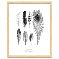 English Feather Variations