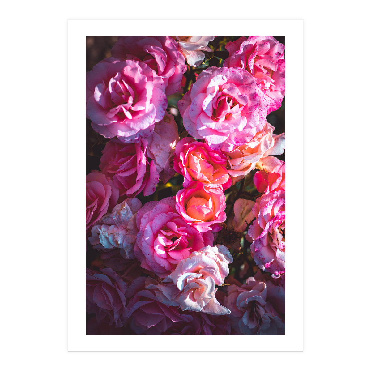 Rose Flowers  (Print Only)