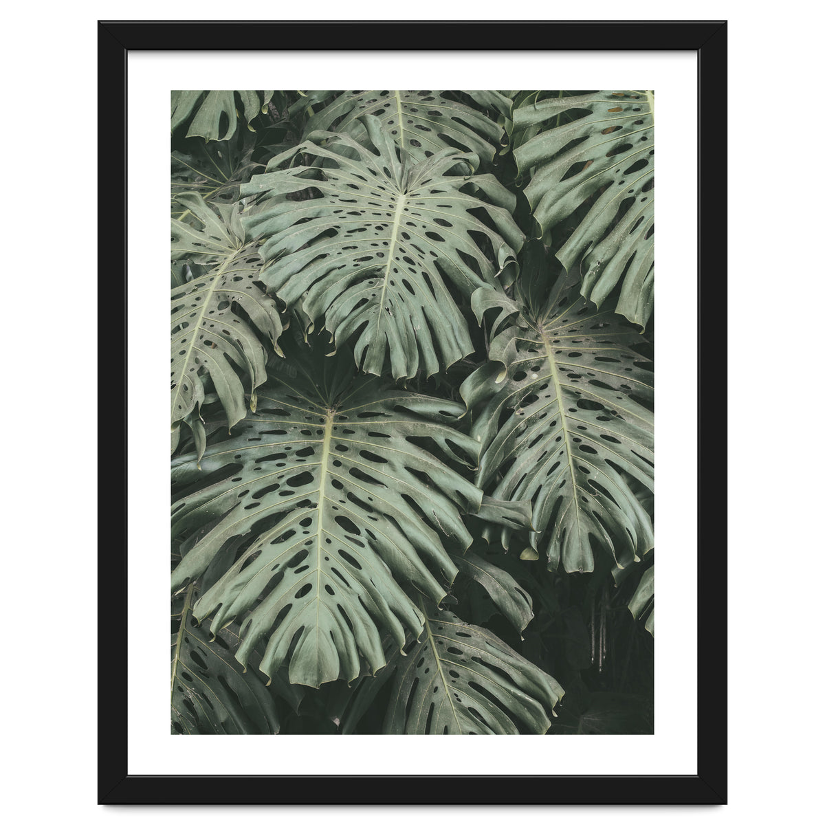 MONSTERA LEAVES