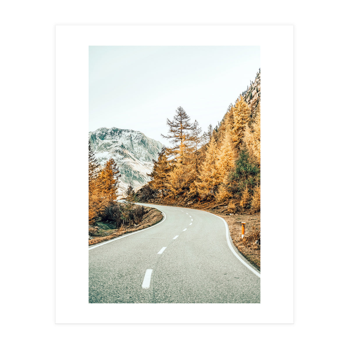 Snow and Golden Pine (Print Only)