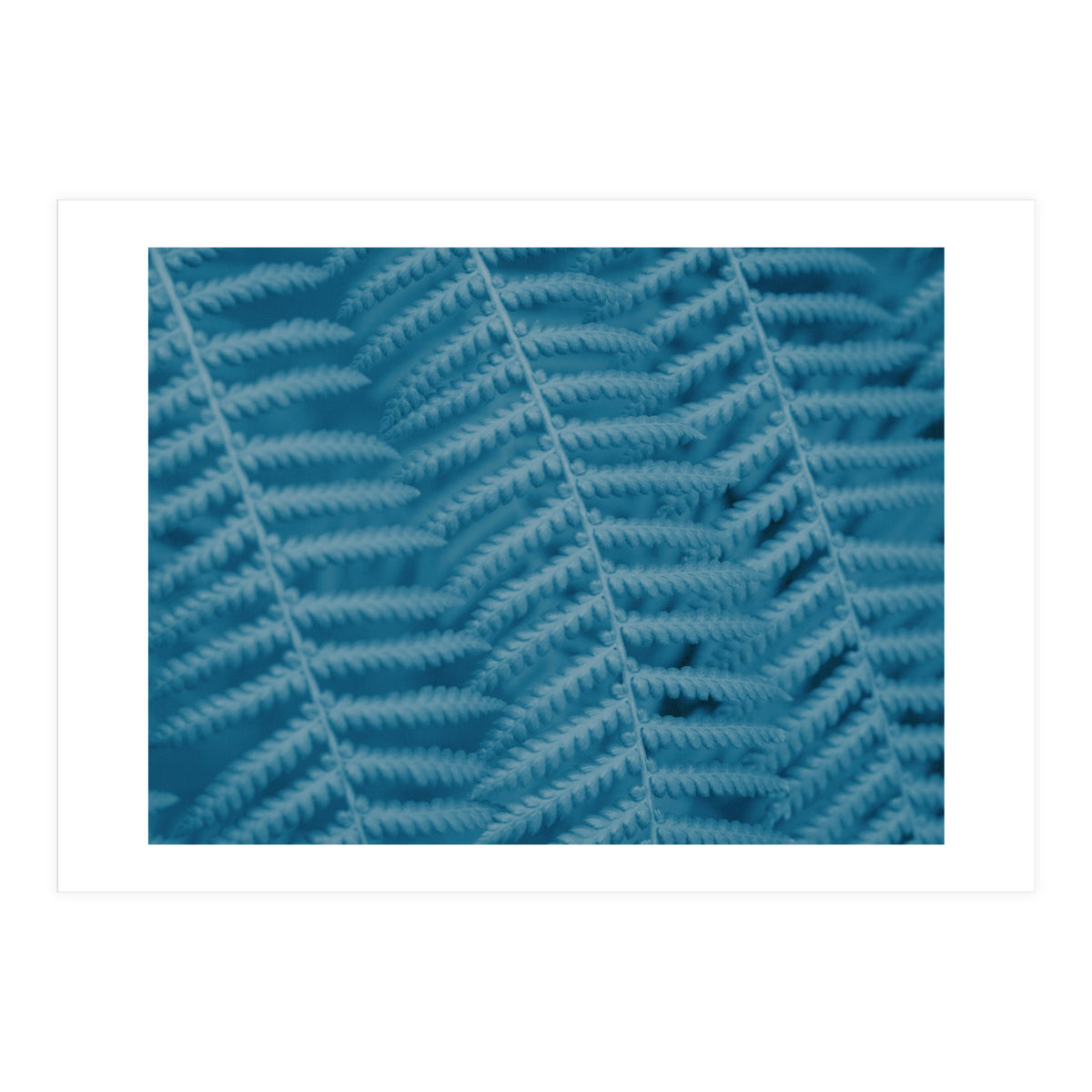 Pteridopsida 3 (Print Only)