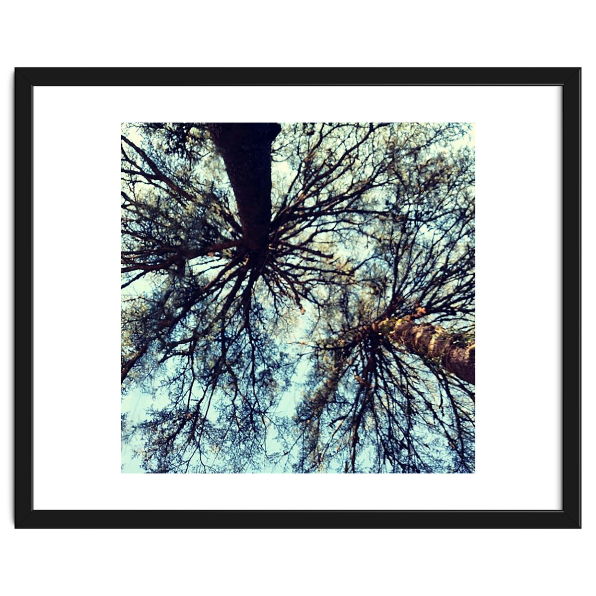 Ataraxia - Tree Series 3