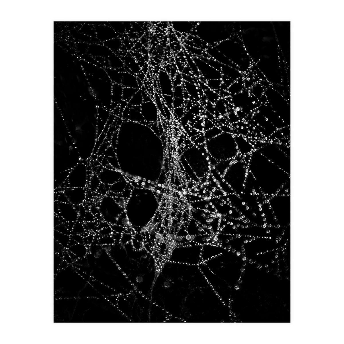 Spiderweb No 4 (Print Only)