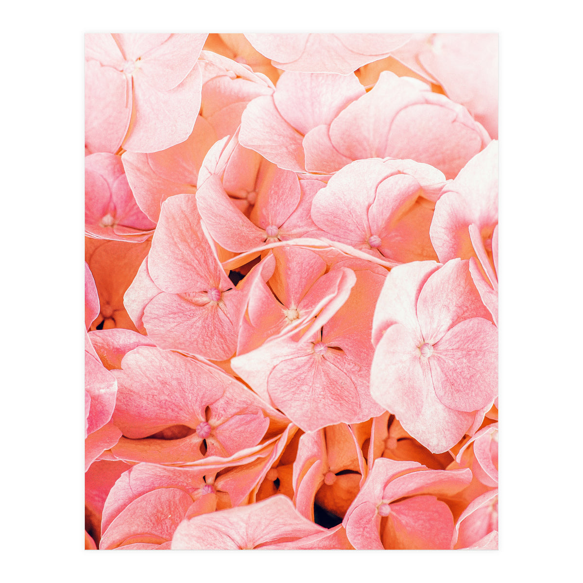 Blushing (Print Only)