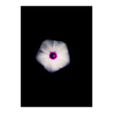 White Flora (Print Only) thumbnail