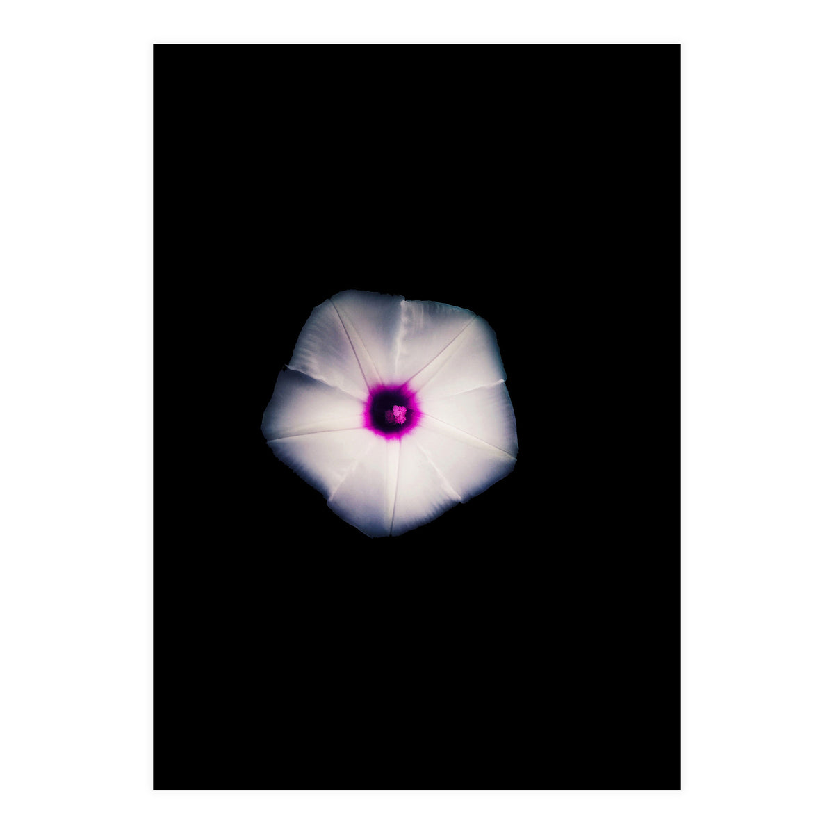 White Flora (Print Only)