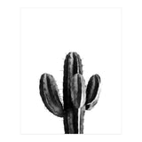Cactus Black And White 03 (Print Only) thumbnail