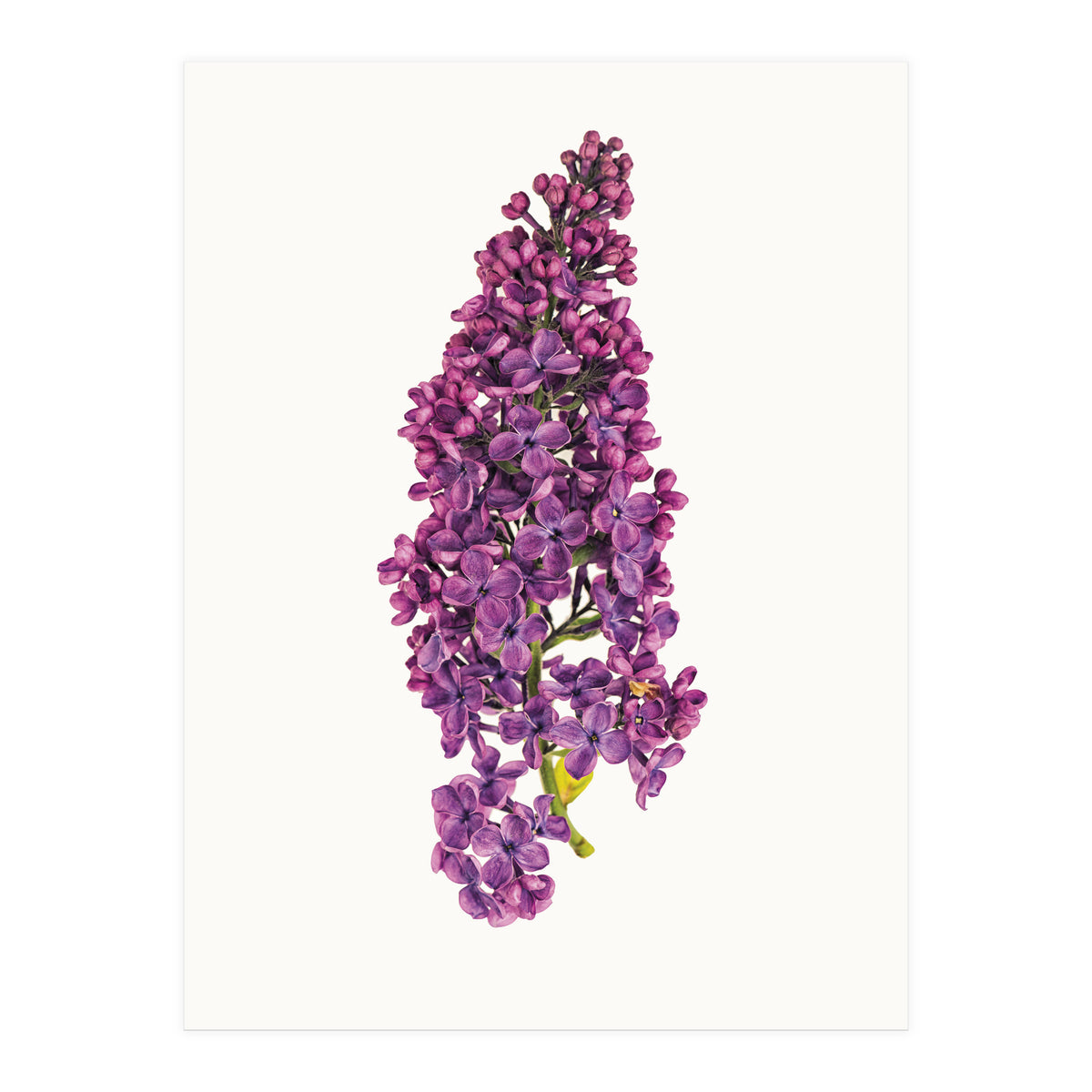 Cc Flower 07 (Print Only)