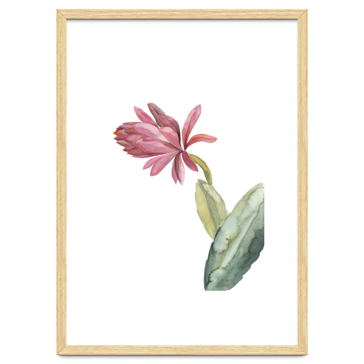 Botanical Illustration Pink Cactus Flower