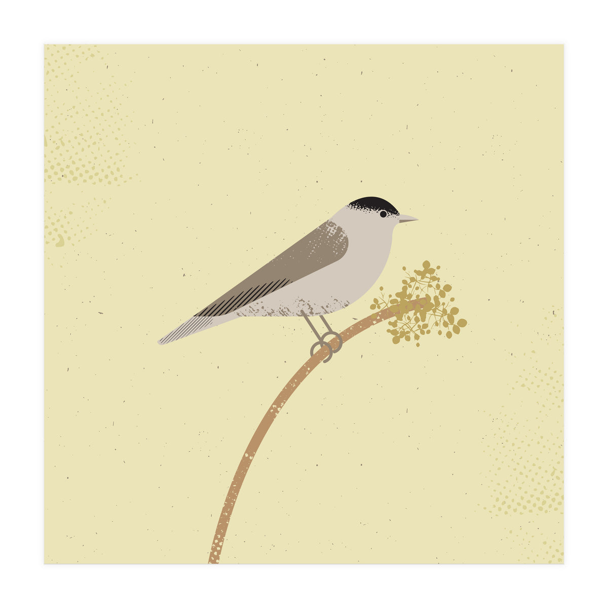 Blackcap  (Print Only)