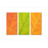 Autumn Leaves (Print Only) thumbnail