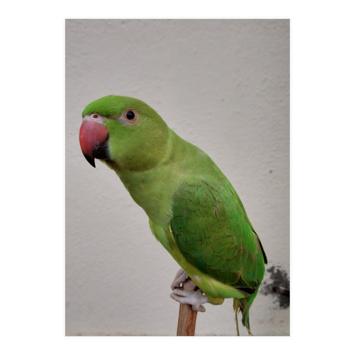 Beautiful Indian Parakeet (Print Only)