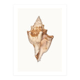 Cc Shell 01 (Print Only) thumbnail