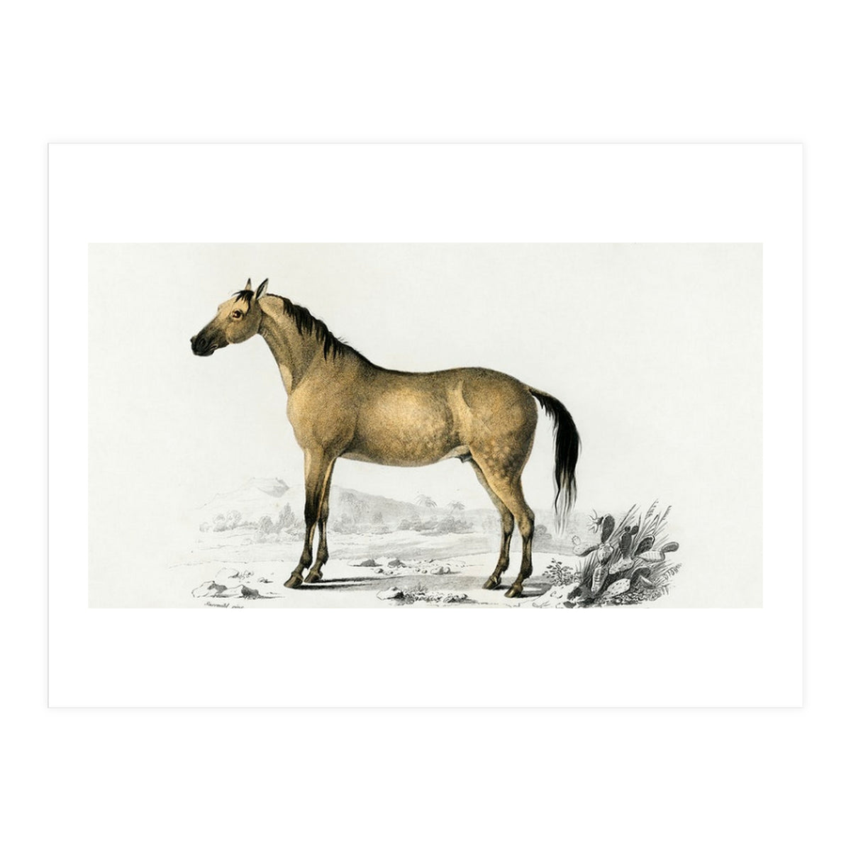 Horse (Print Only)