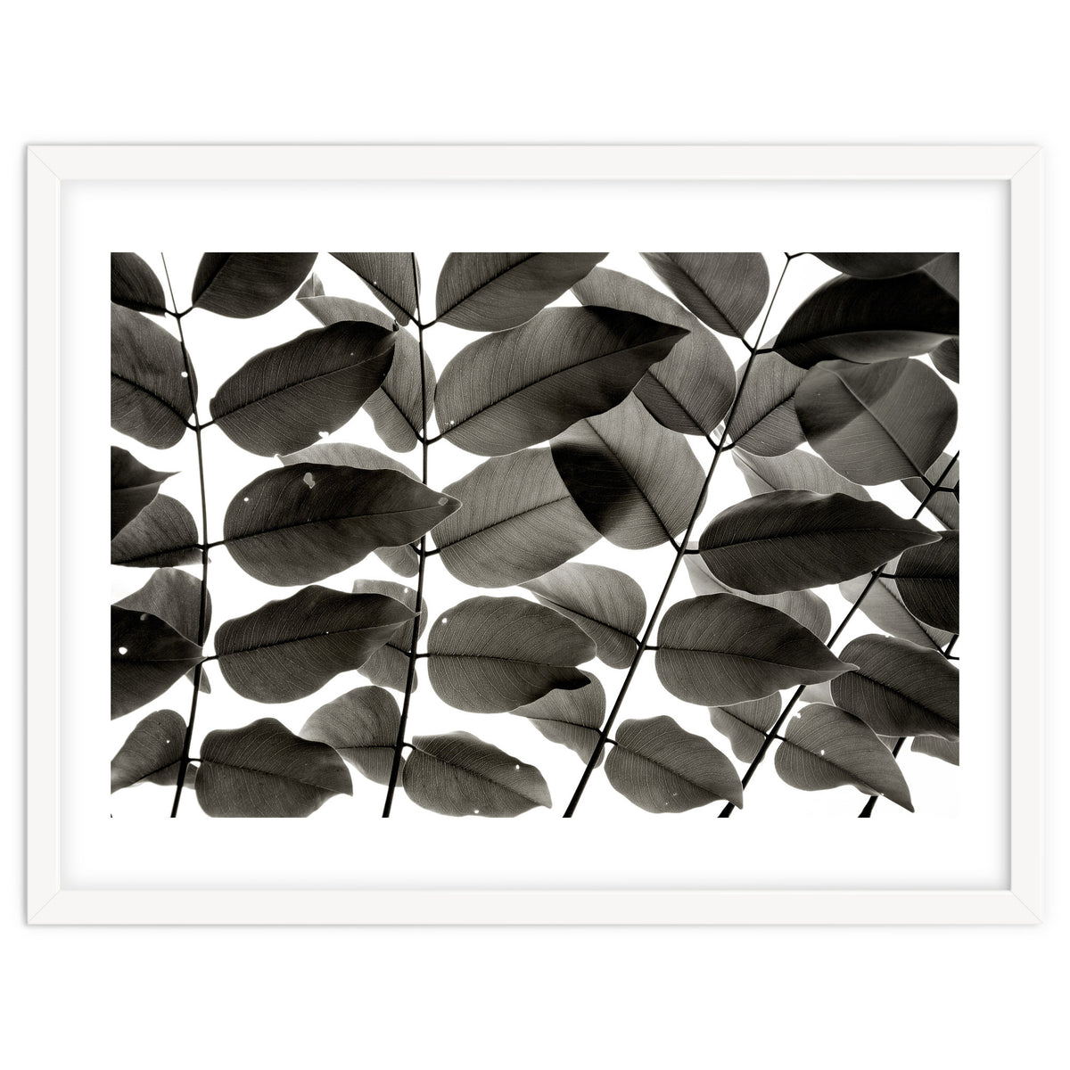 Branches and Leaves I