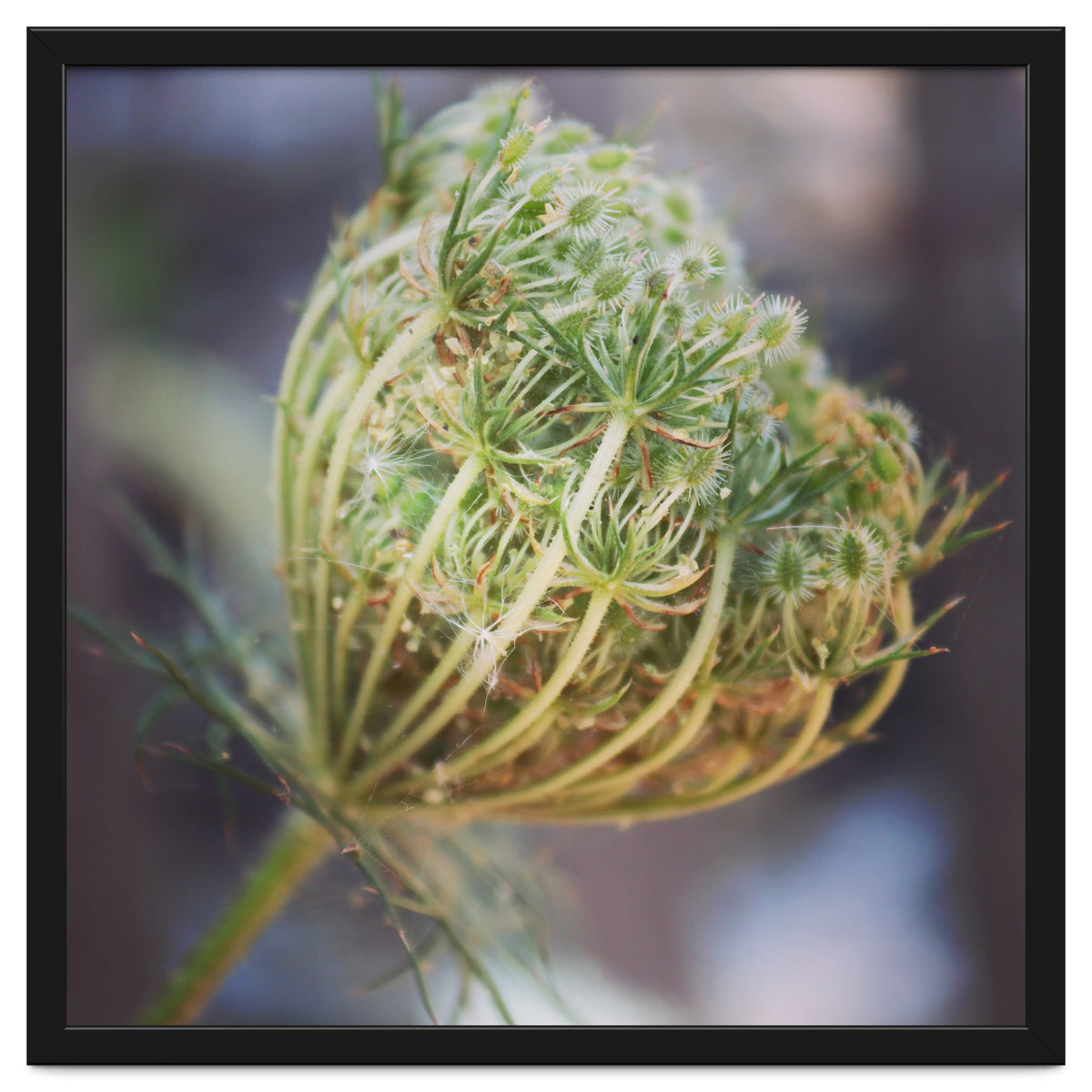 Seed head