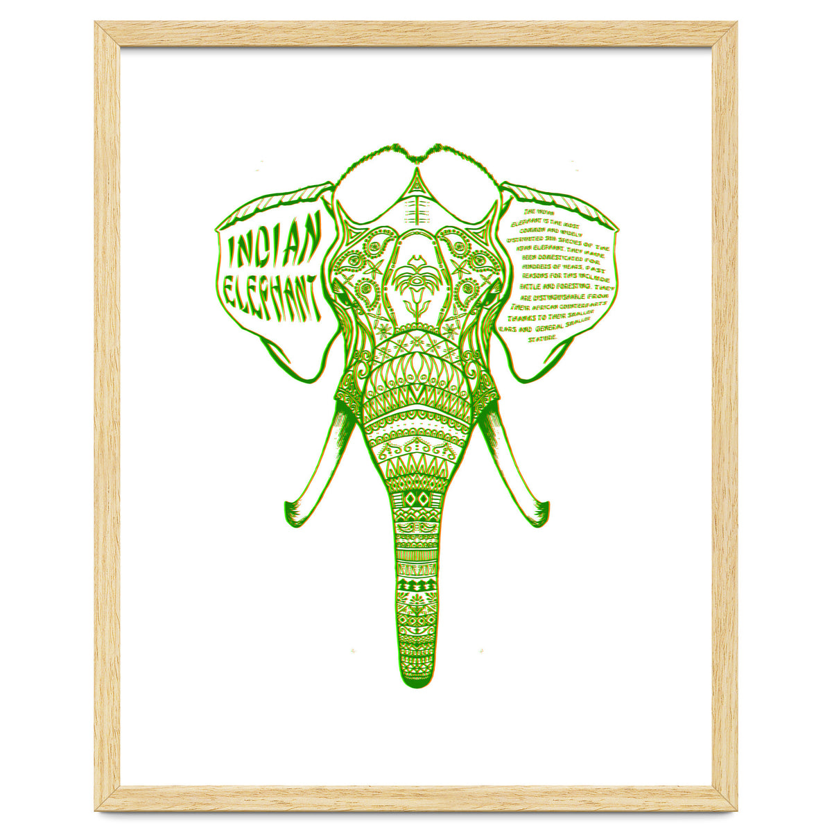 Indian Elephant