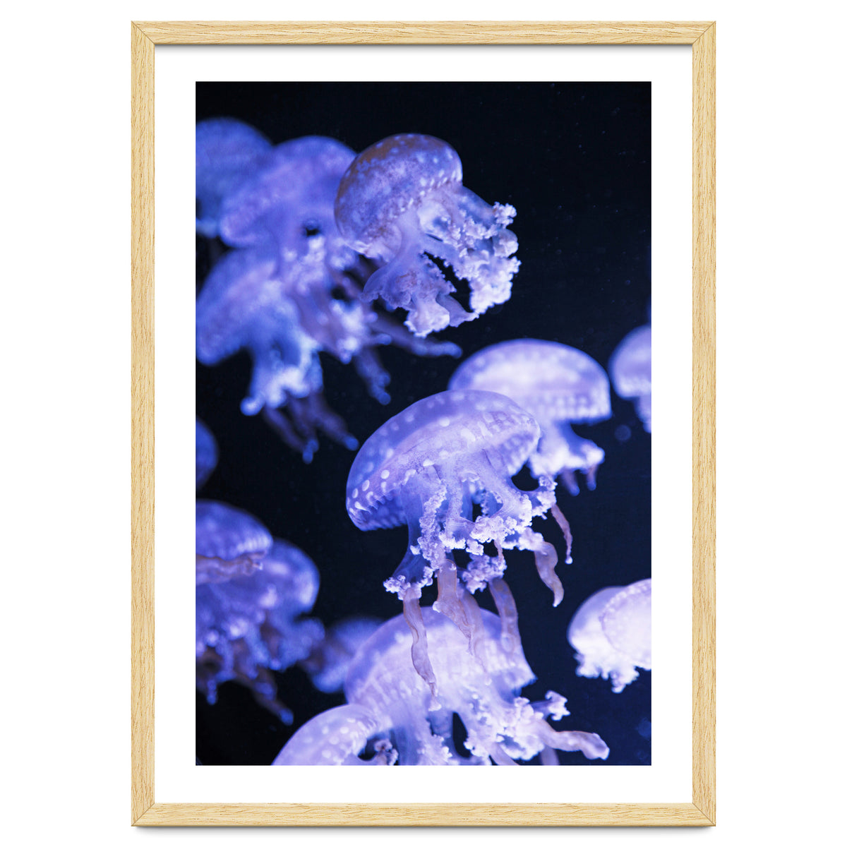 Jellyfish