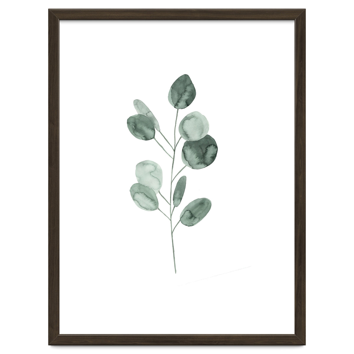 Botanical Illustration Eukalyptus2