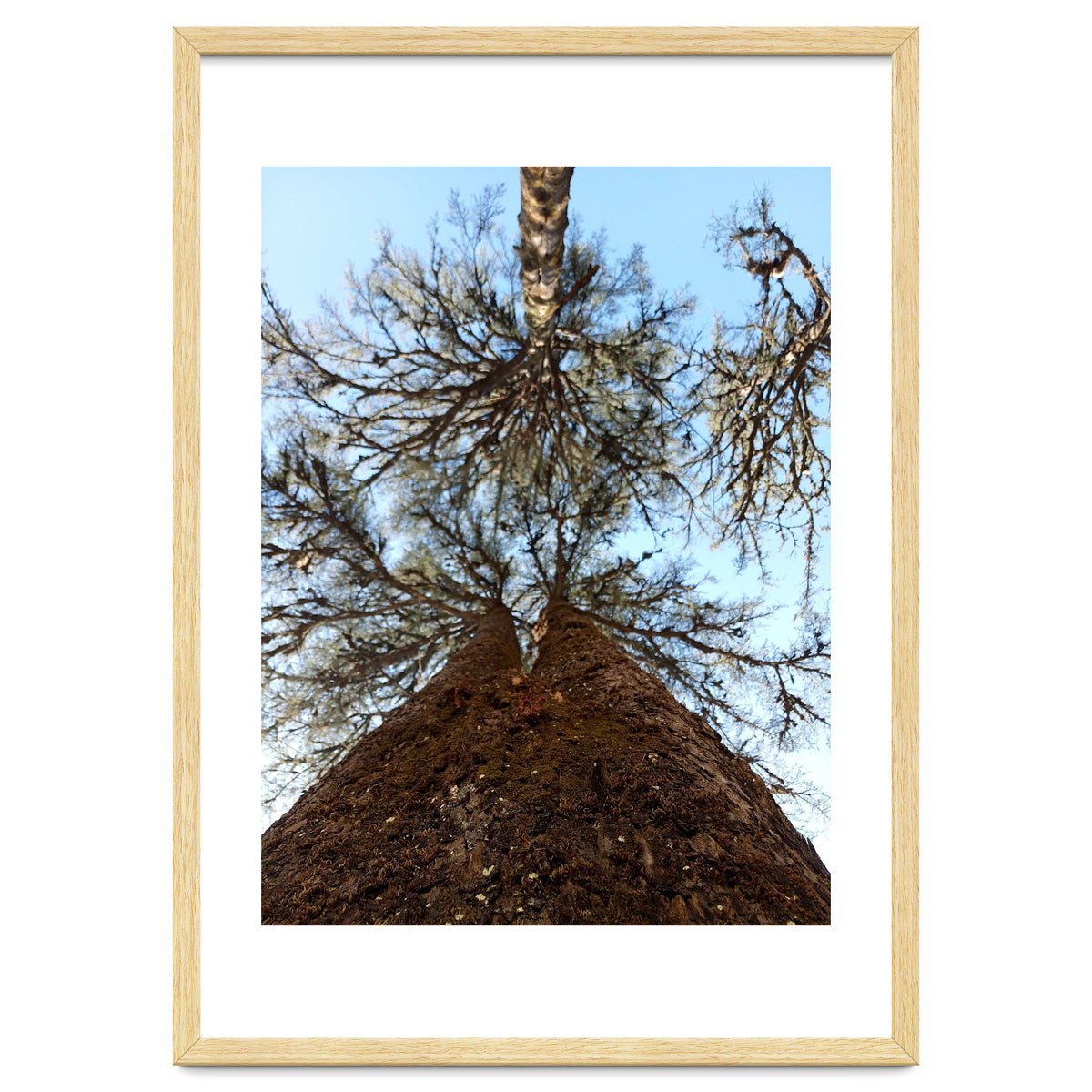 Ataraxia - Tree Series 2