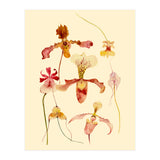 Orchids #2 (Print Only) thumbnail
