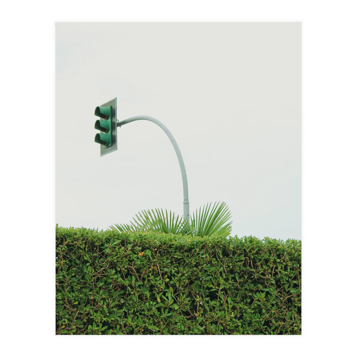 Urban Plant (Print Only)