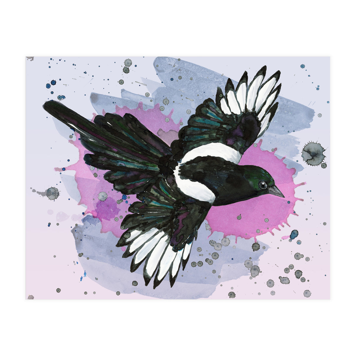 A watercolor drawing of a flying magpie (Print Only)