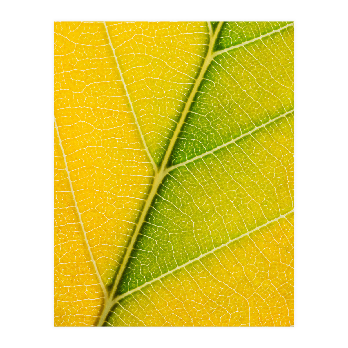 Autumn Leaf (Print Only)