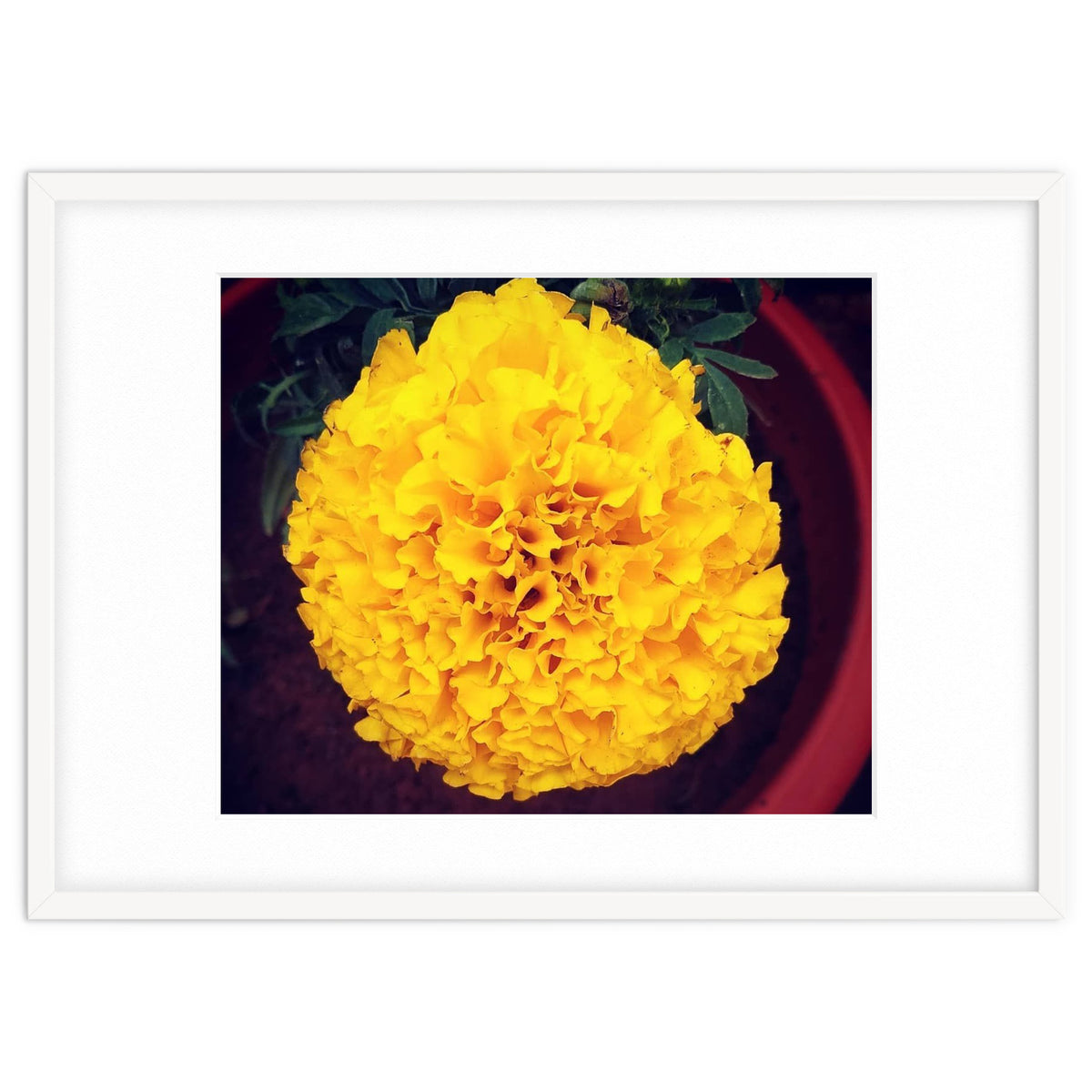 Yellow Chrysanthemum