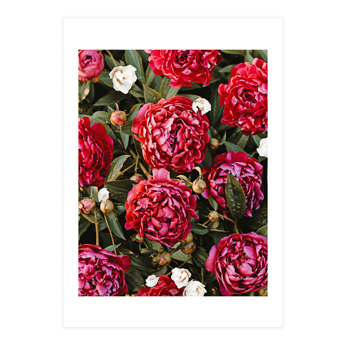 Blossom Love (Print Only)