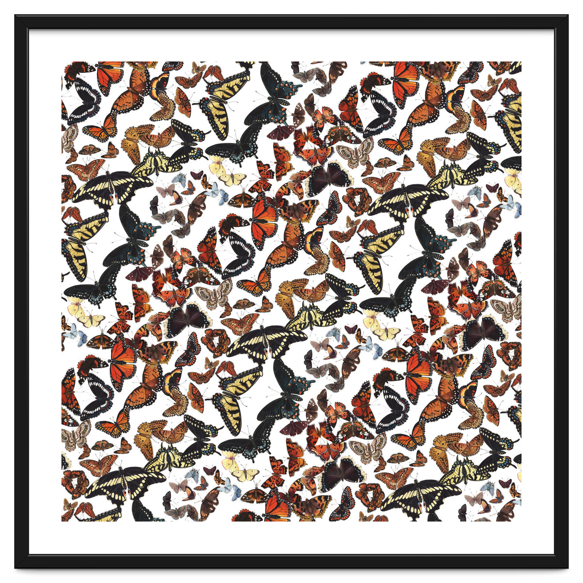 Maine Butterflies Pattern