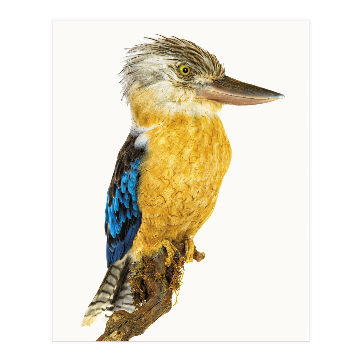 Cc Birds 07 (Print Only)