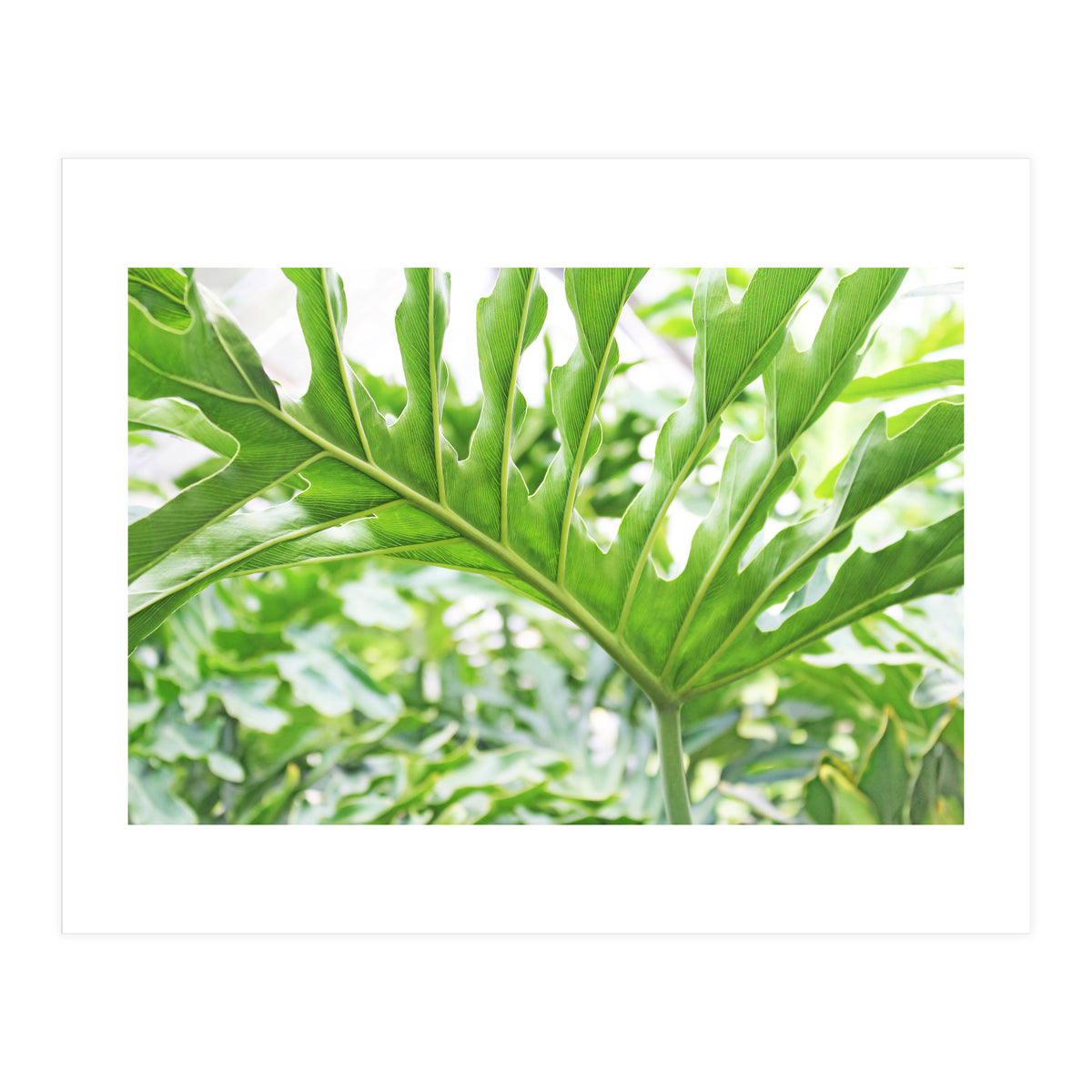 Green Leaf (Print Only)