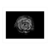 Backyard Flowers In Black And White No 64 (Print Only) thumbnail
