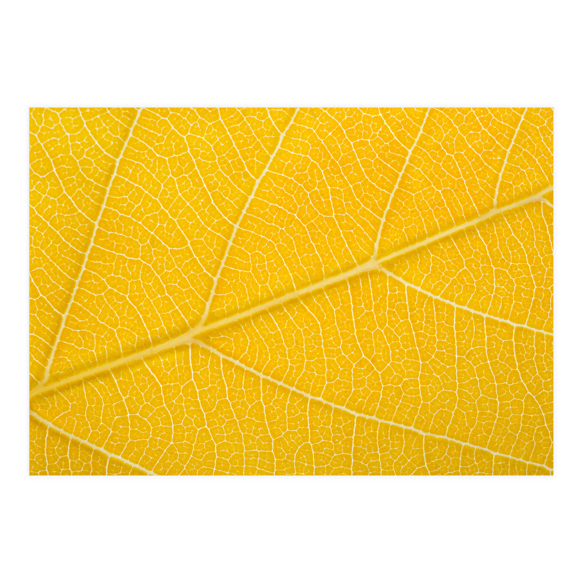 Autumn Leaf (Print Only)