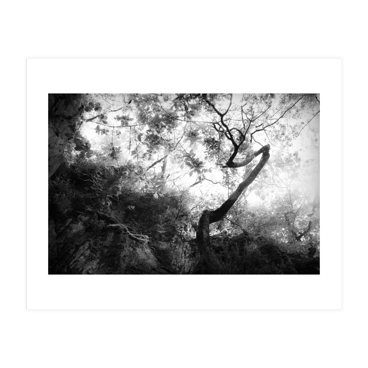 forgetting (Print Only)