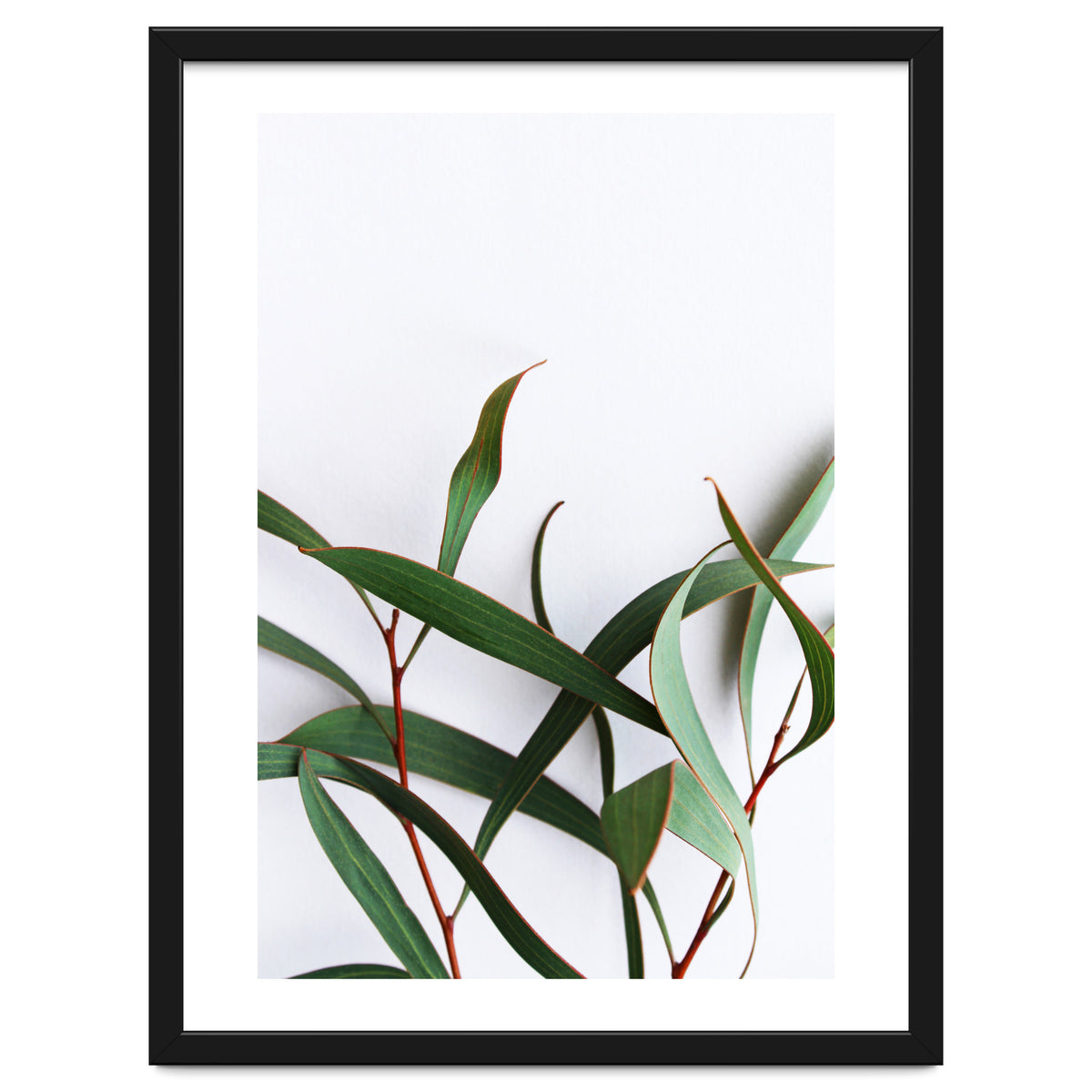 Green Eucalyptus leaves