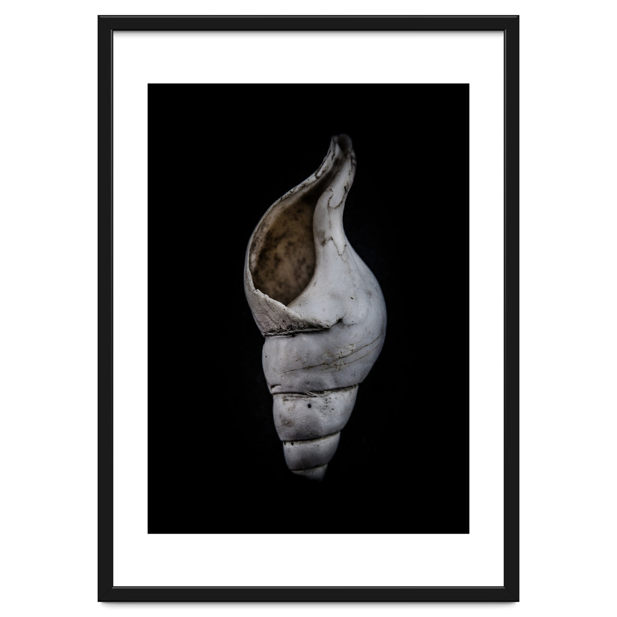 Shells No 12 Color Version