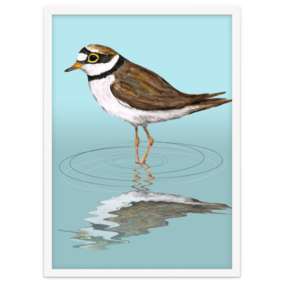Little ringed  plover