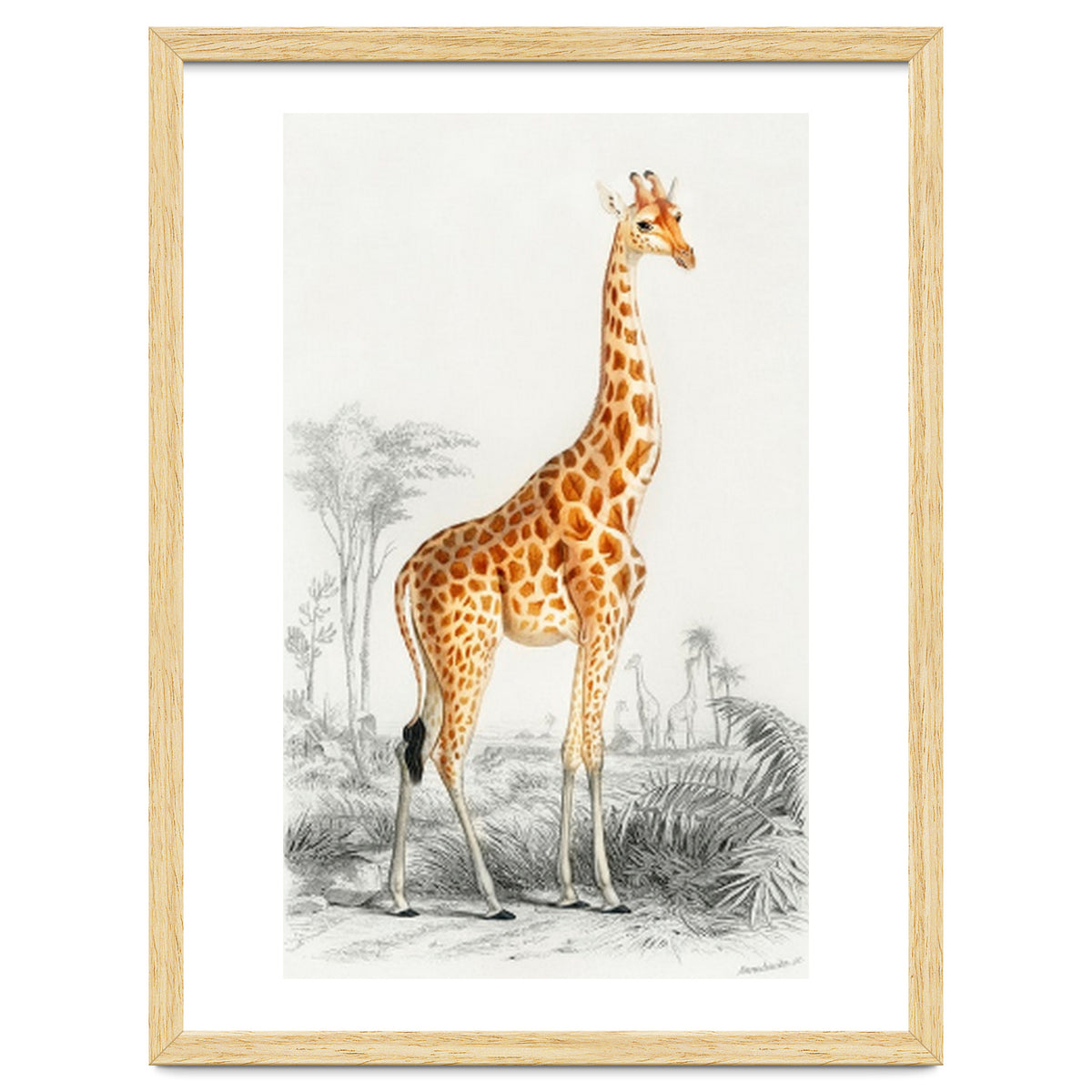 Giraffe illustration